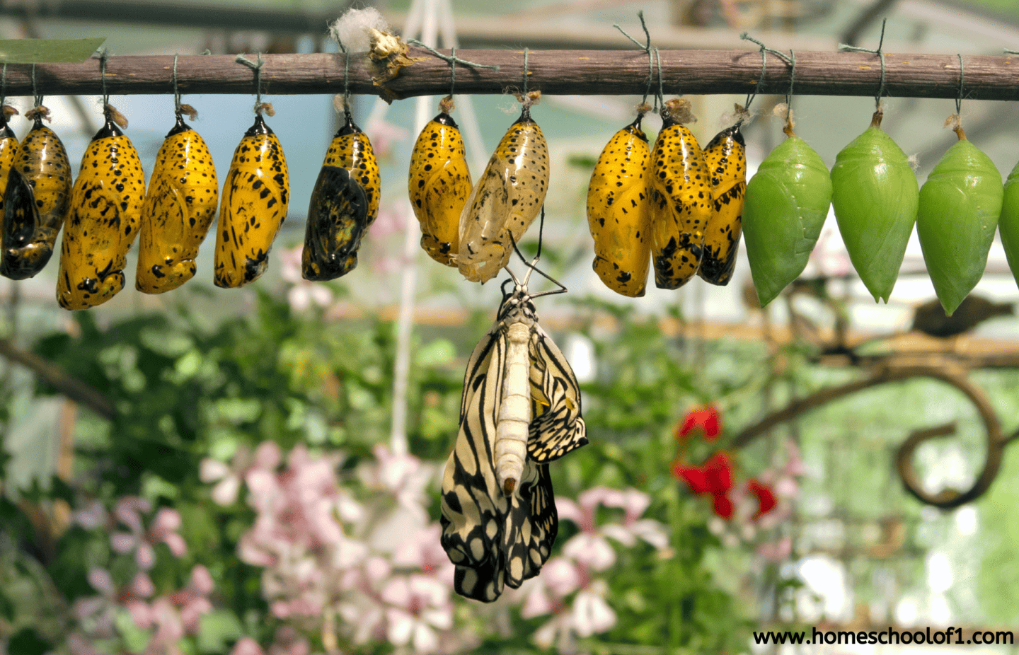 Row of butterfly chrysalises in various stages, with one butterfly emerging, hanging from a twig in a garden setting.