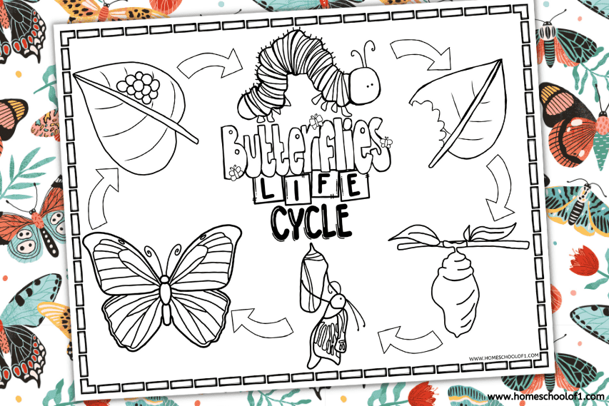butterfly life cycle coloring page