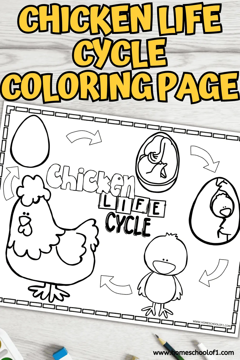 Free Chicken Life Cycle Coloring Page chicken-life-cycle-free-printables-natural-beach-living