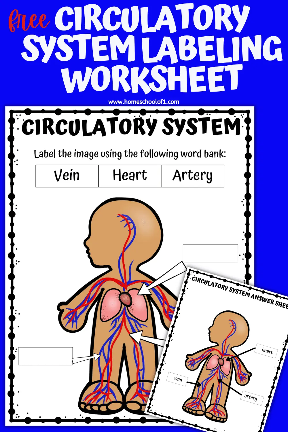circulatory labeling worksheet