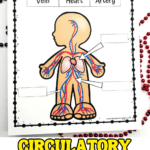 Free printable circulatory system worksheet for kids with a label the circulatory system diagram featuring the heart, arteries, and veins.