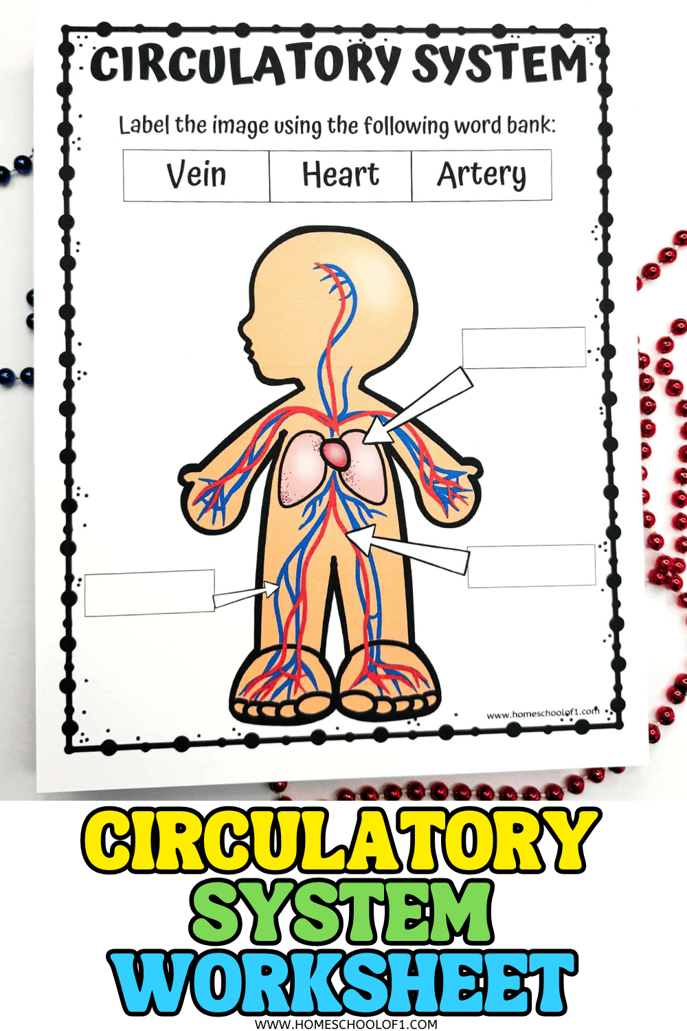Free printable circulatory system worksheet for kids with a label the circulatory system diagram featuring the heart, arteries, and veins.