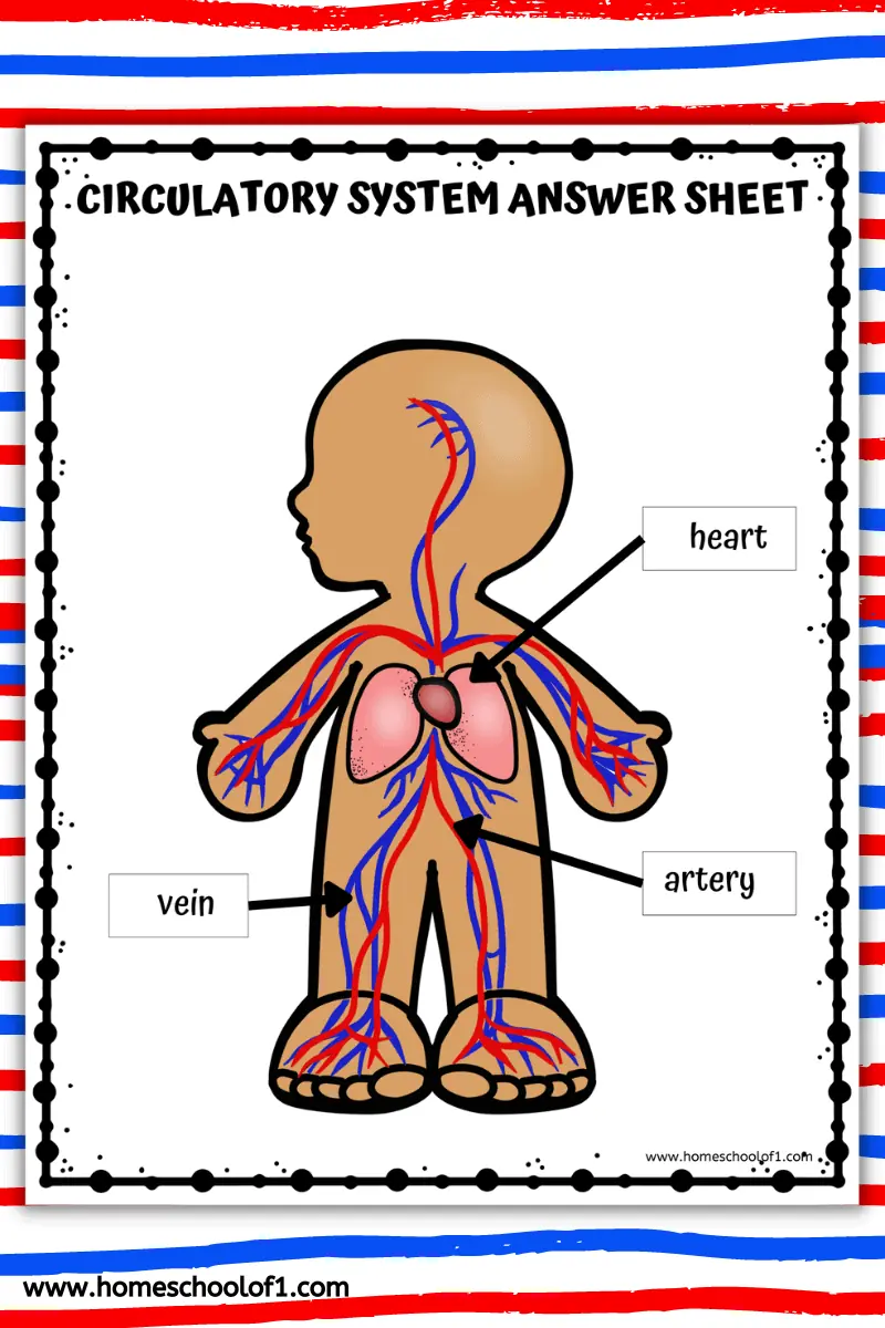 circulatory system labeling answer