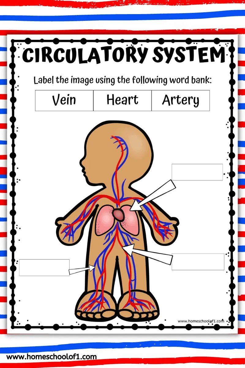 circulatory system labeling
