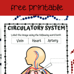 Educational worksheet with a bold title 'CIRCULATORY SYSTEM WORKSHEET' in red background. The body of the page includes a black and white illustration of a human figure with the circulatory system highlighted. Labels with arrows point to different parts, meant to be filled in with 'Vein,' 'Heart,' and 'Artery' from the provided word bank.