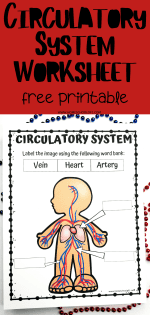 Free Circulatory System Labeling Worksheet