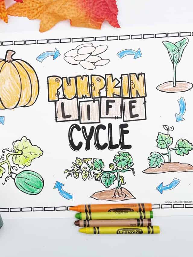 pumpkin life cycle coloring sheet