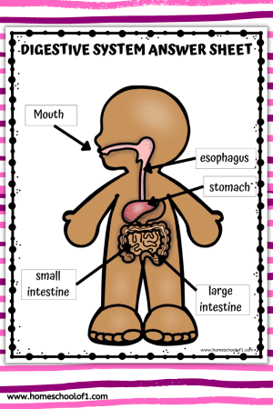 Free Digestive System Labeling Worksheet - Homeschool of 1