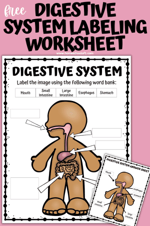 Free Digestive System Labeling Worksheet - Homeschool of 1