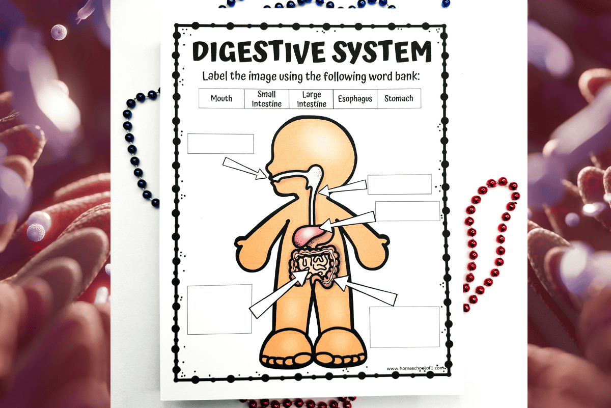 A close-up of the 'DIGESTIVE SYSTEM WORKSHEET' showing a labeled diagram of the human digestive system for educational purposes. The worksheet includes a word bank featuring 'Mouth, Small Intestine, Large Intestine, Esophagus, Stomach' and blank boxes for students to match the parts with their names