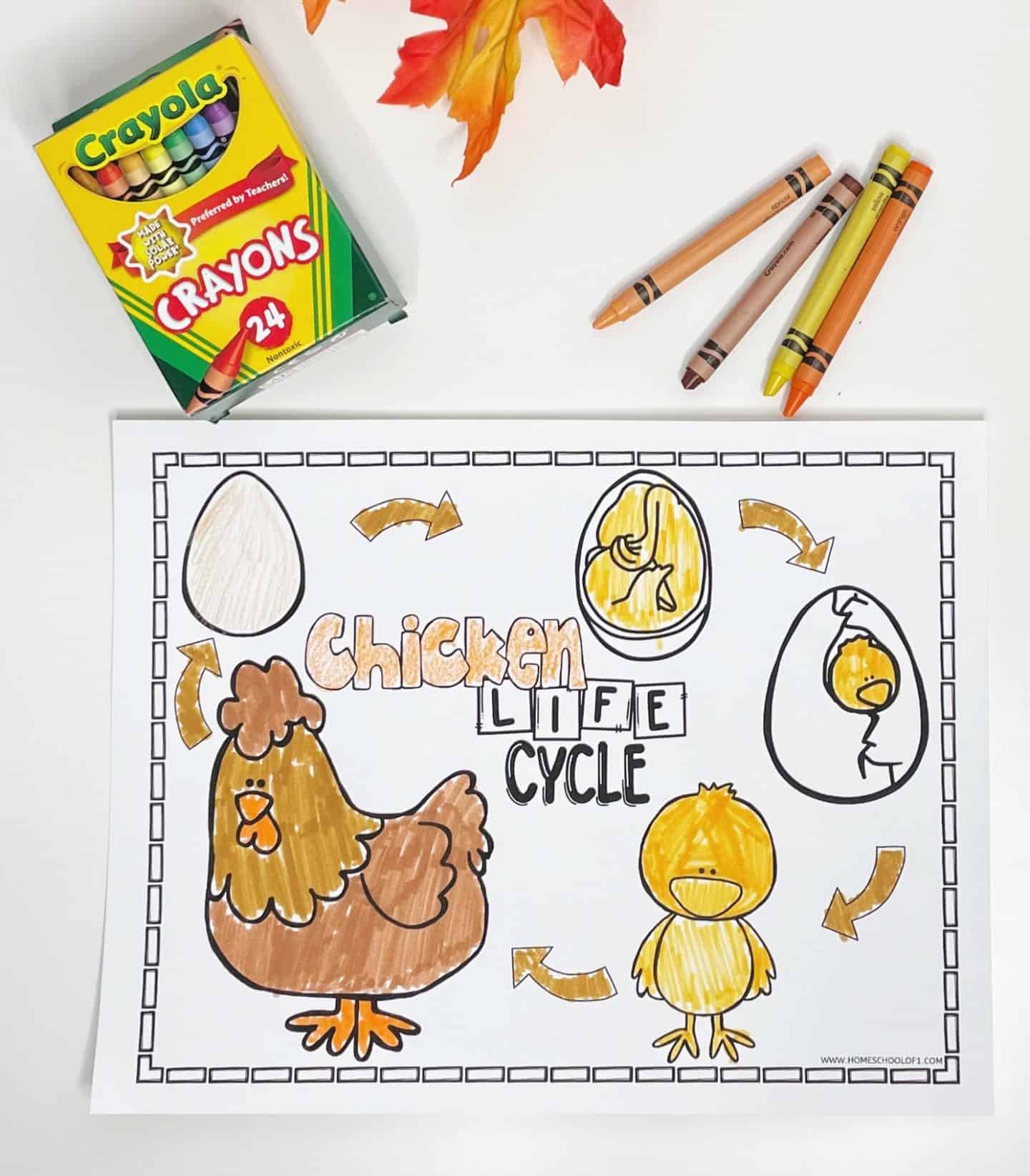 Colorful chicken life cycle coloring page showing five stages: egg, developing chick inside the egg, chick hatching, fluffy chick, and adult hen. The words "Chicken Life Cycle" are printed in the center, with arrows connecting each stage. A Crayola 24-pack crayon box, several loose crayons, and autumn leaves are placed above the page.