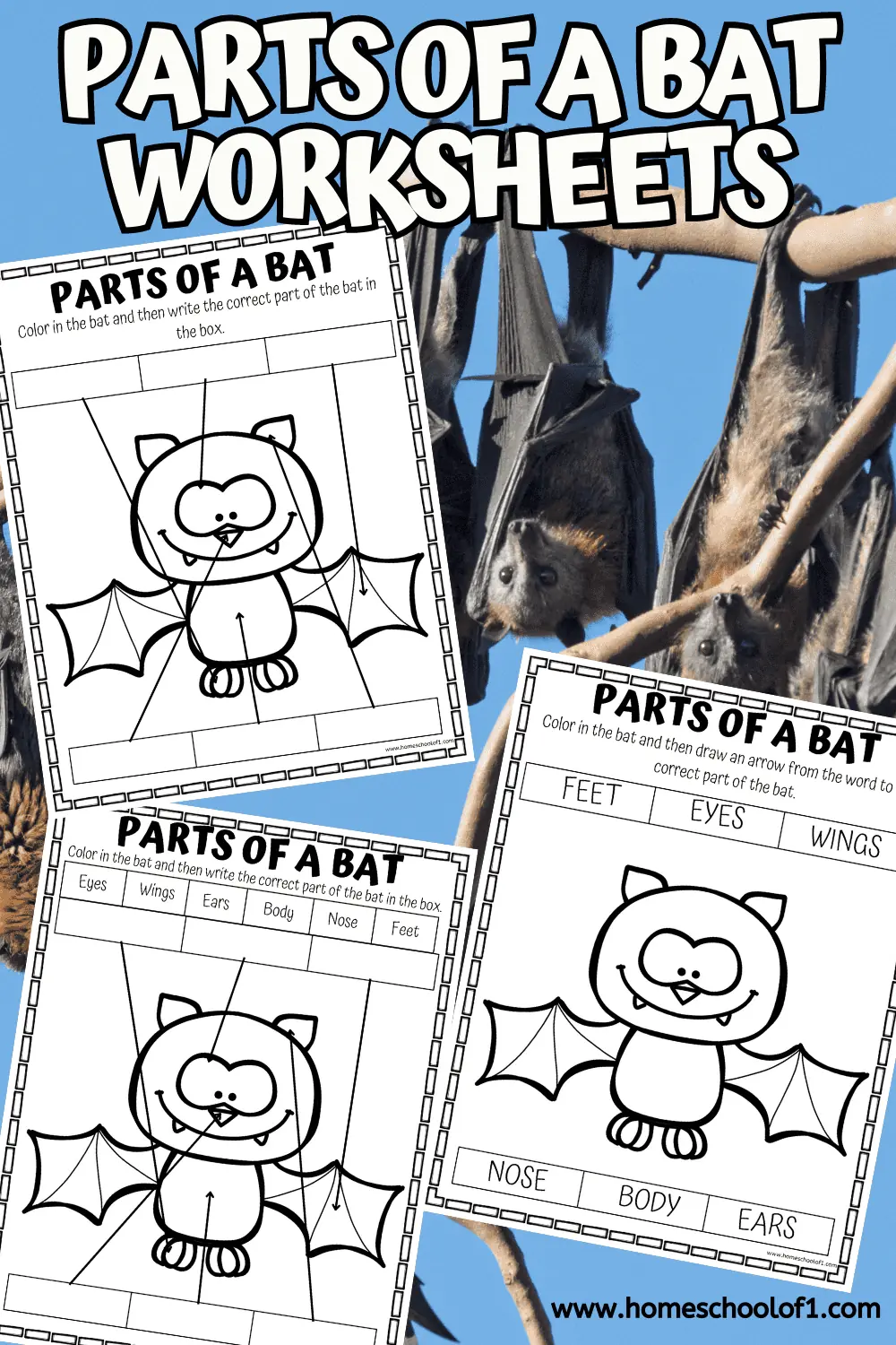 free parts of a bat worksheet