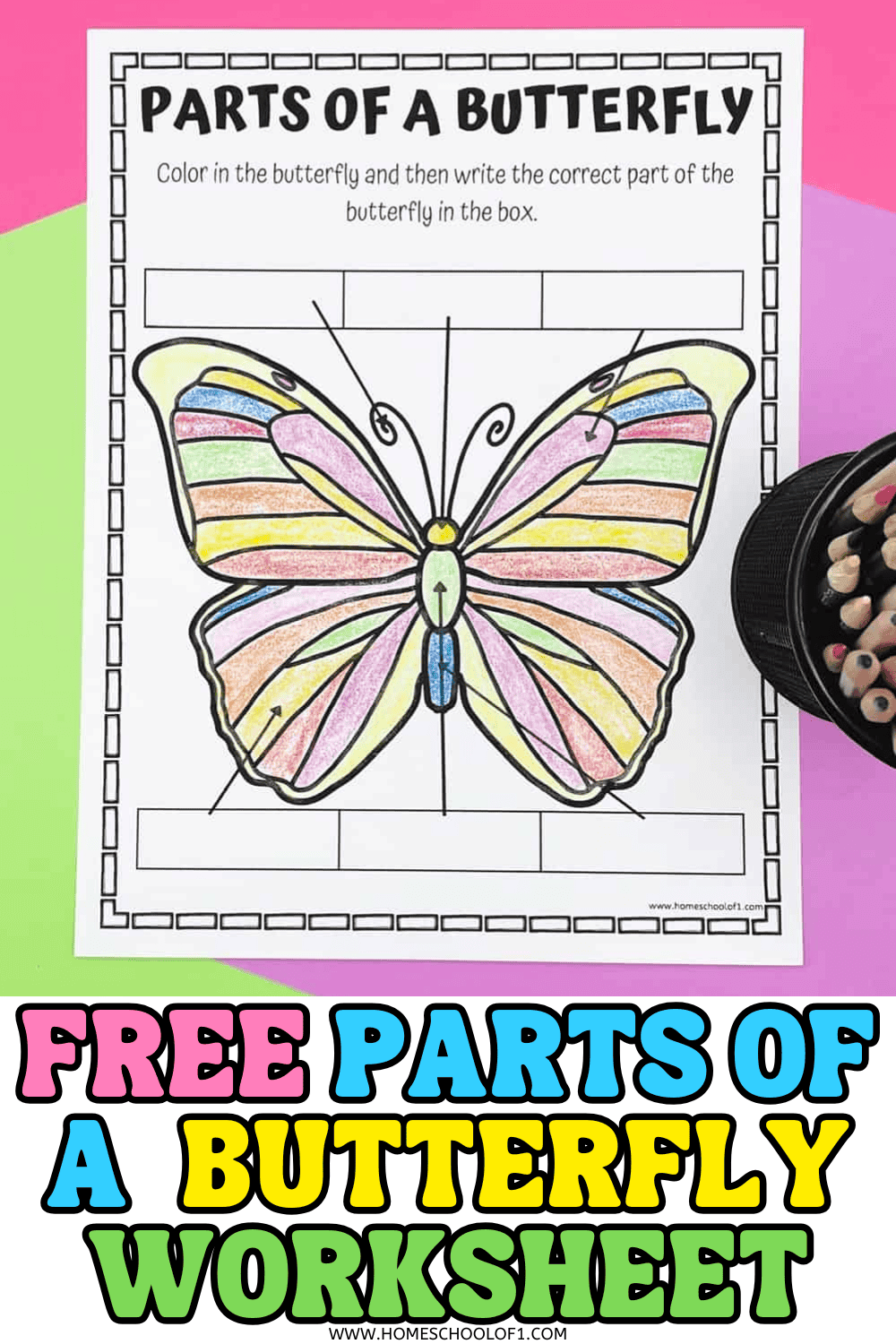free parts of a butterfly worksheet