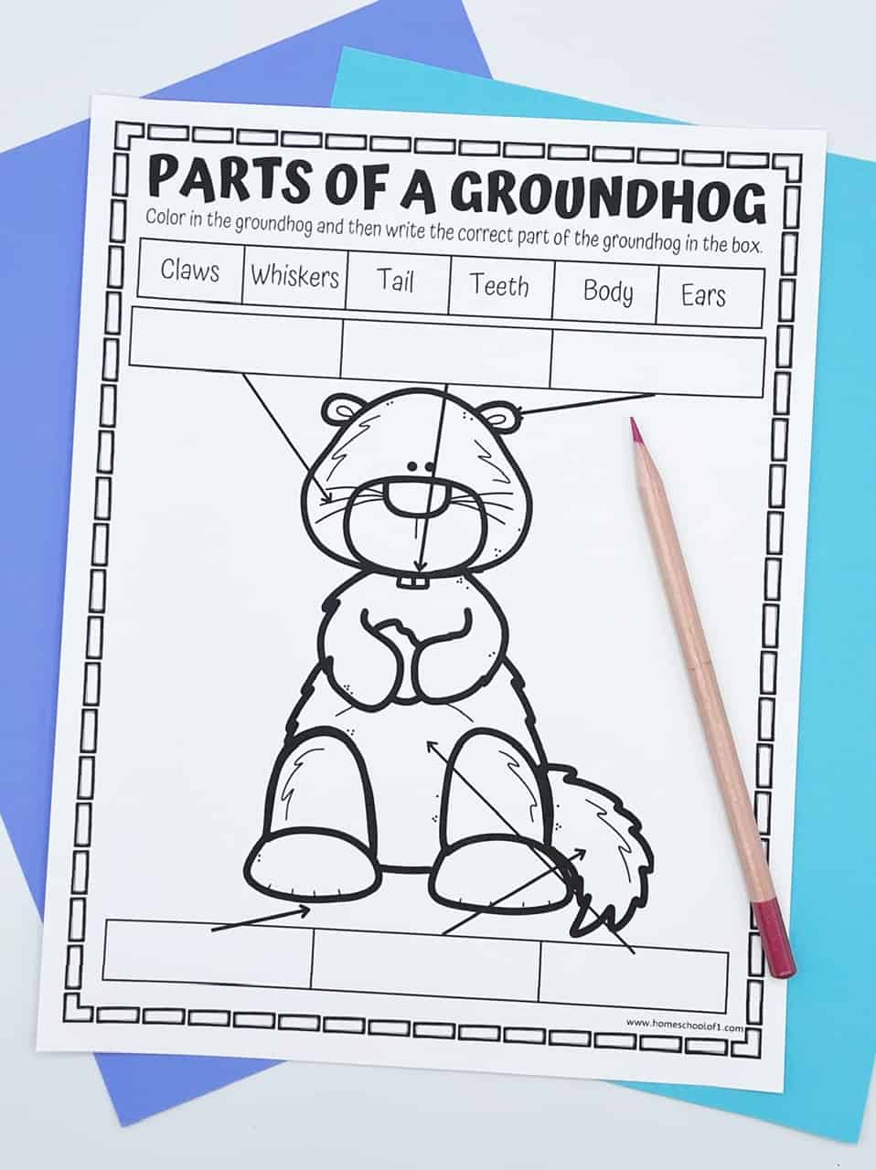 free parts of a groundhog worksheets