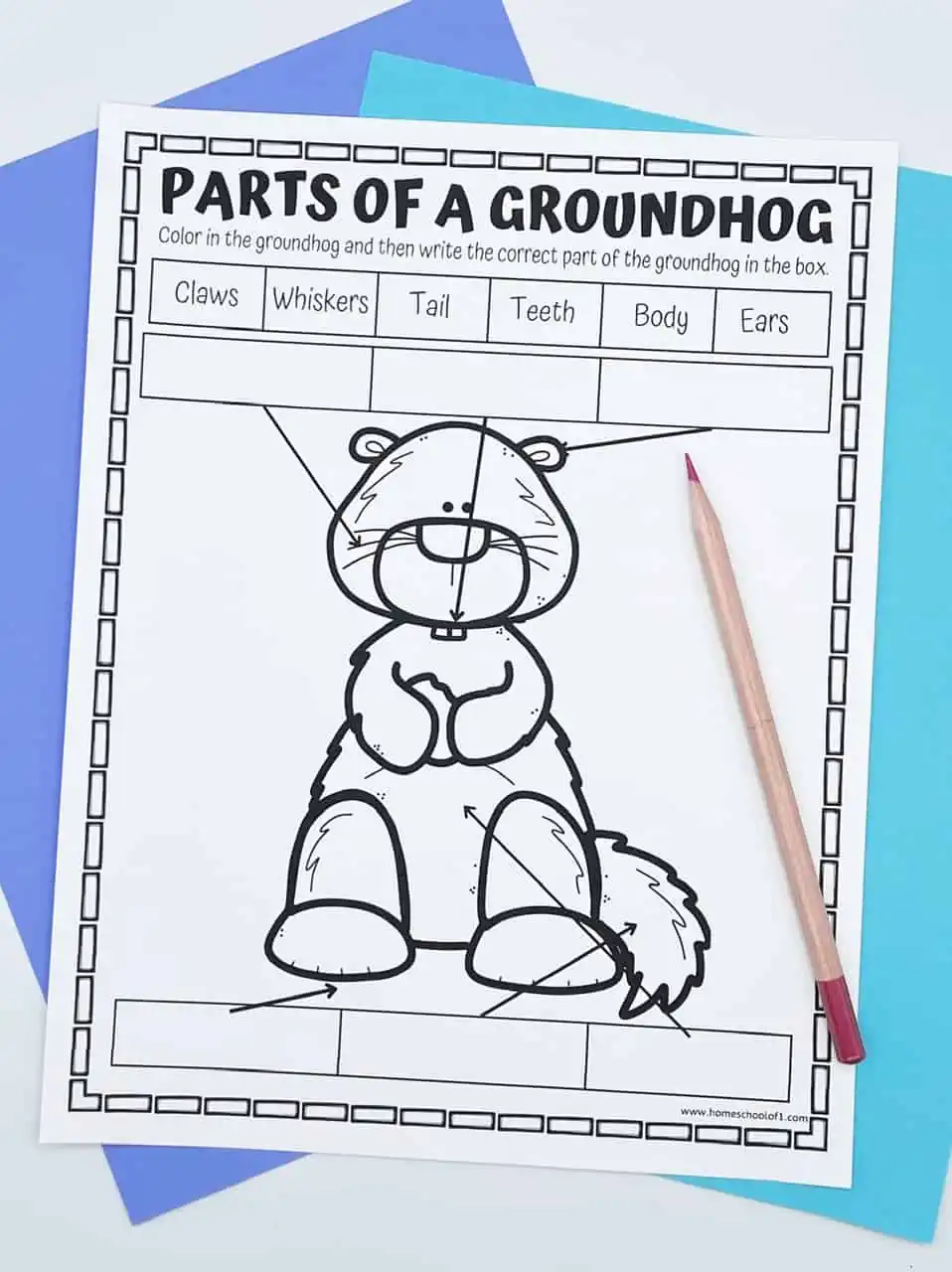 free parts of a groundhog worksheets