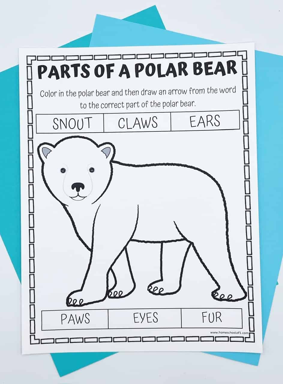 free parts of a polar bear worksheets