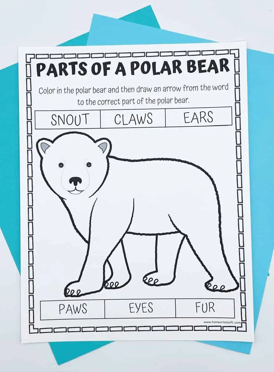 free parts of a polar bear worksheets