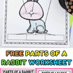 Free parts of a rabbit worksheet pack with multiple versions for kids to color, label, and learn rabbit anatomy in a fun way.