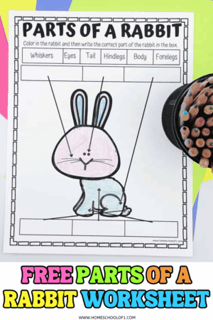 Free Parts of a Rabbit Worksheet
