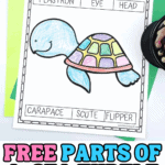 free parts of a sea turtle worksheet