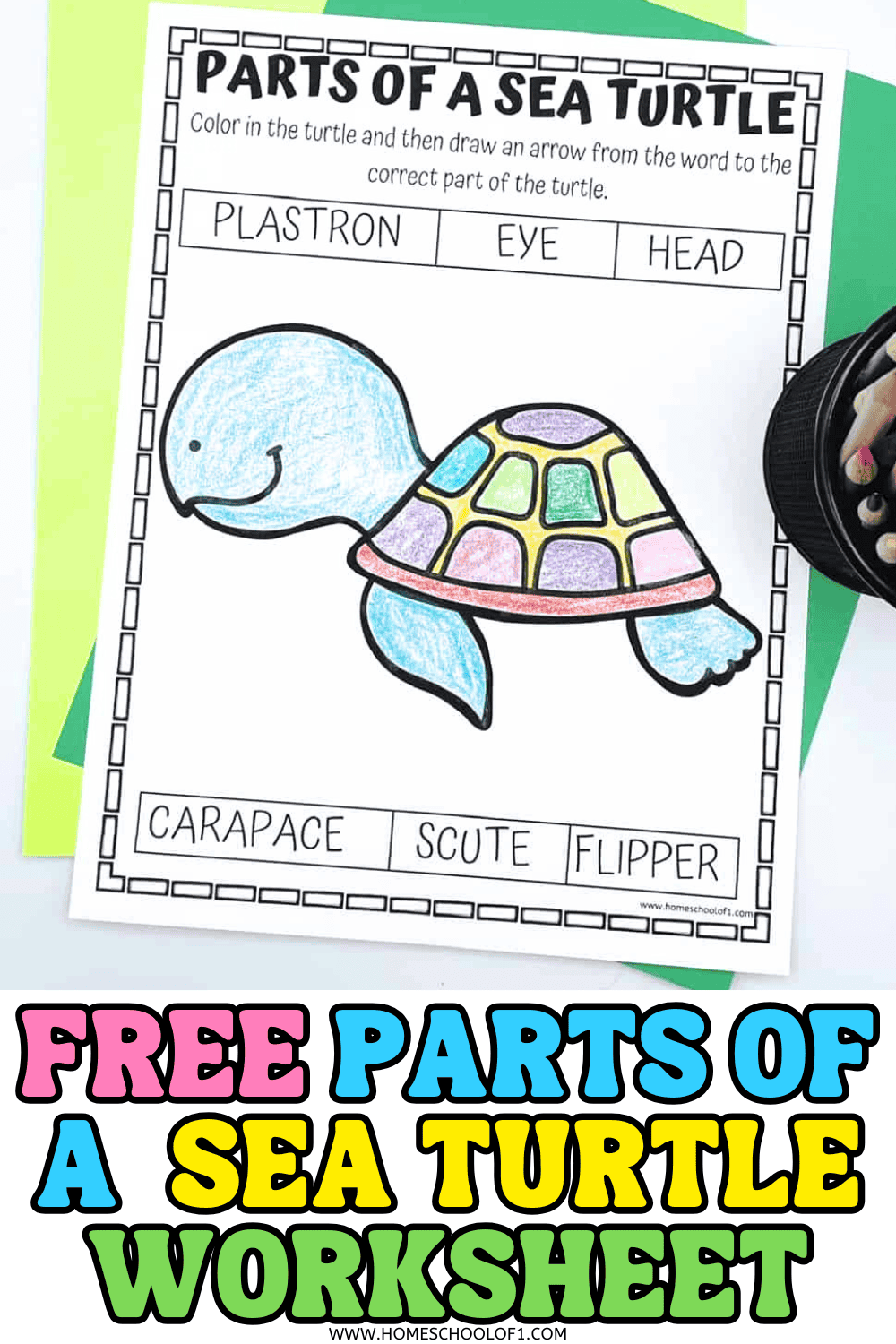 free parts of a sea turtle worksheet