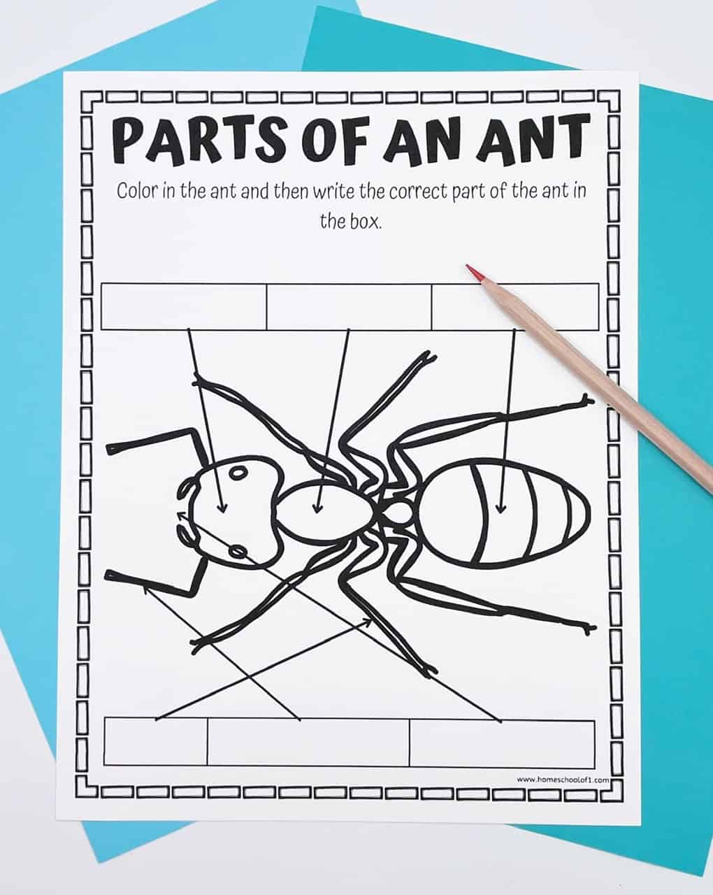 A blank educational worksheet titled “Parts of an Ant,” featuring an outlined drawing of an ant with arrows pointing to different body parts. The instruction at the top reads, “Color in the ant and then write the correct part of the ant in the box.” There are six empty rectangular boxes—three above and three below the ant—intended for labeling parts like head, thorax, abdomen, legs, antennae, and mandible. A red-tipped pencil rests on the worksheet, which is placed on a bright blue background.