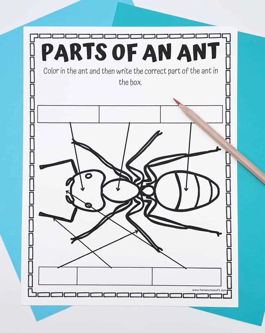 free parts of an ant worksheet