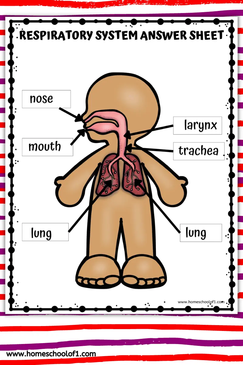 free respiratory labeling worksheet