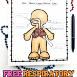 Free printable for labeling parts of the respiratory system including lungs, nose, mouth, larynx, and trachea.