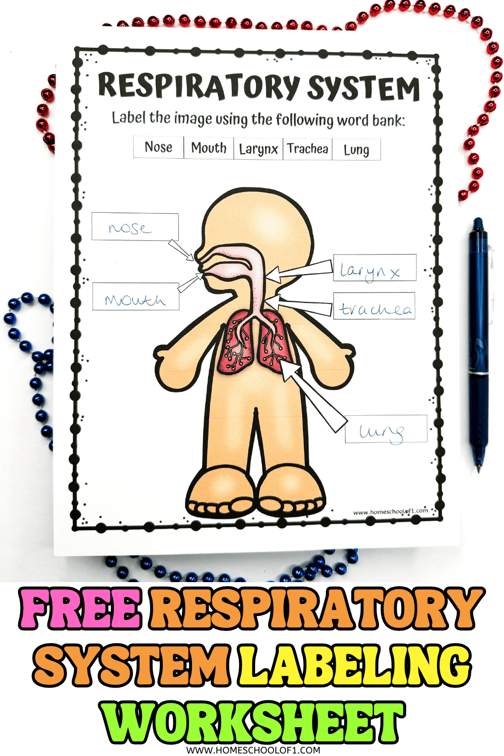 Free printable for labeling parts of the respiratory system including lungs, nose, mouth, larynx, and trachea.

