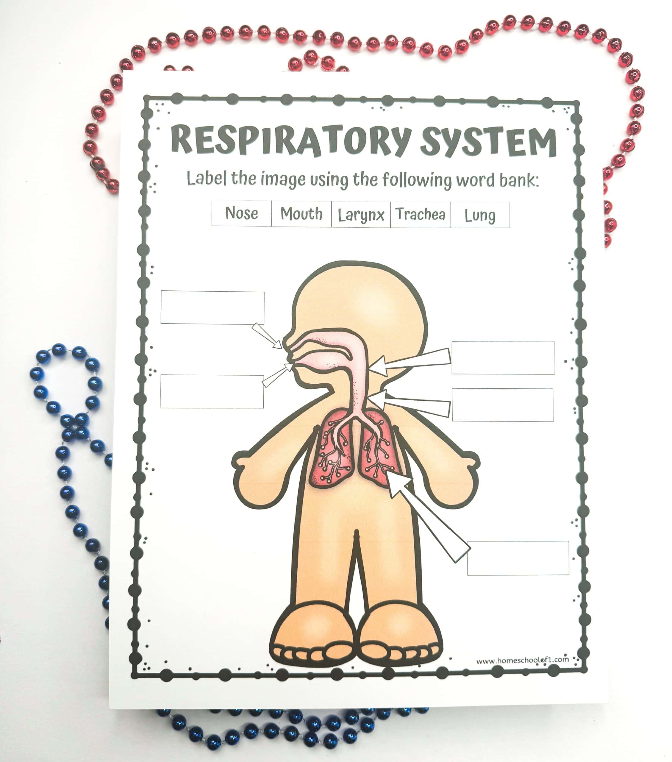 Respiratory System Diagram Unlabeled Worksheet Respiratory System Diagram Unlabeled Worksheet