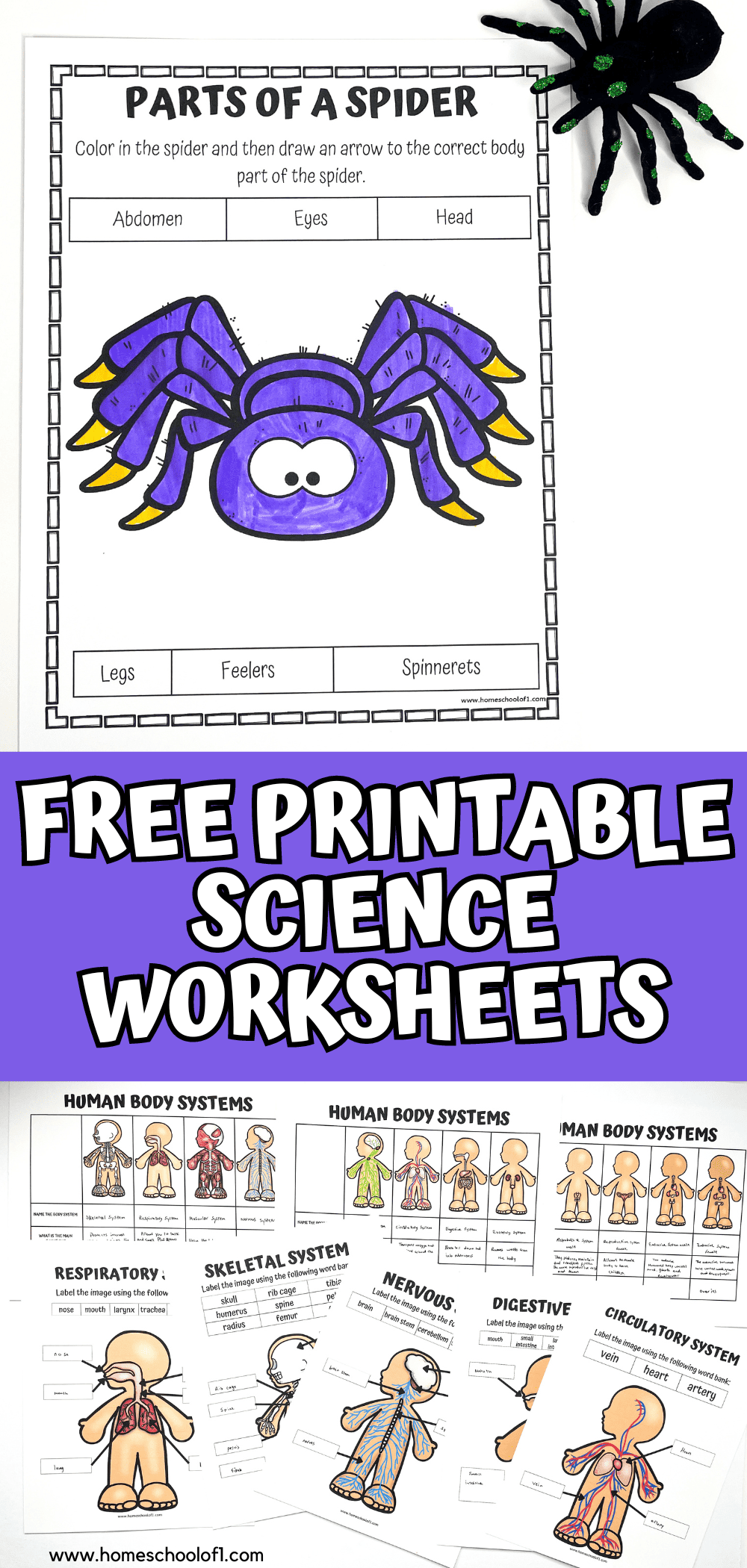 A colorful set of free science worksheets for kids featuring a labeled “Parts of a Spider” coloring and labeling activity, along with multiple human body system worksheets. Topics include the respiratory, skeletal, nervous, digestive, and circulatory systems, each with fun illustrations and label-the-diagram activities. These free science worksheets are ideal for homeschooling families or classrooms looking for engaging and printable science resources for elementary students.