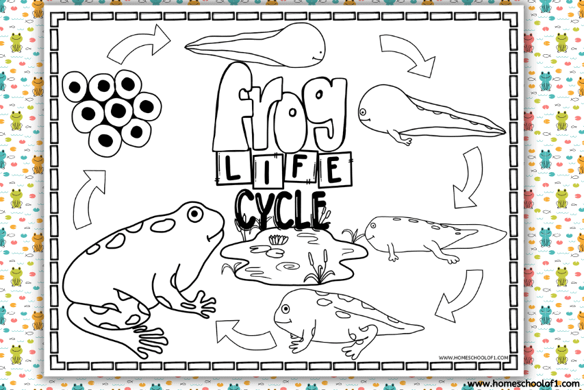 frog life cycle coloring page