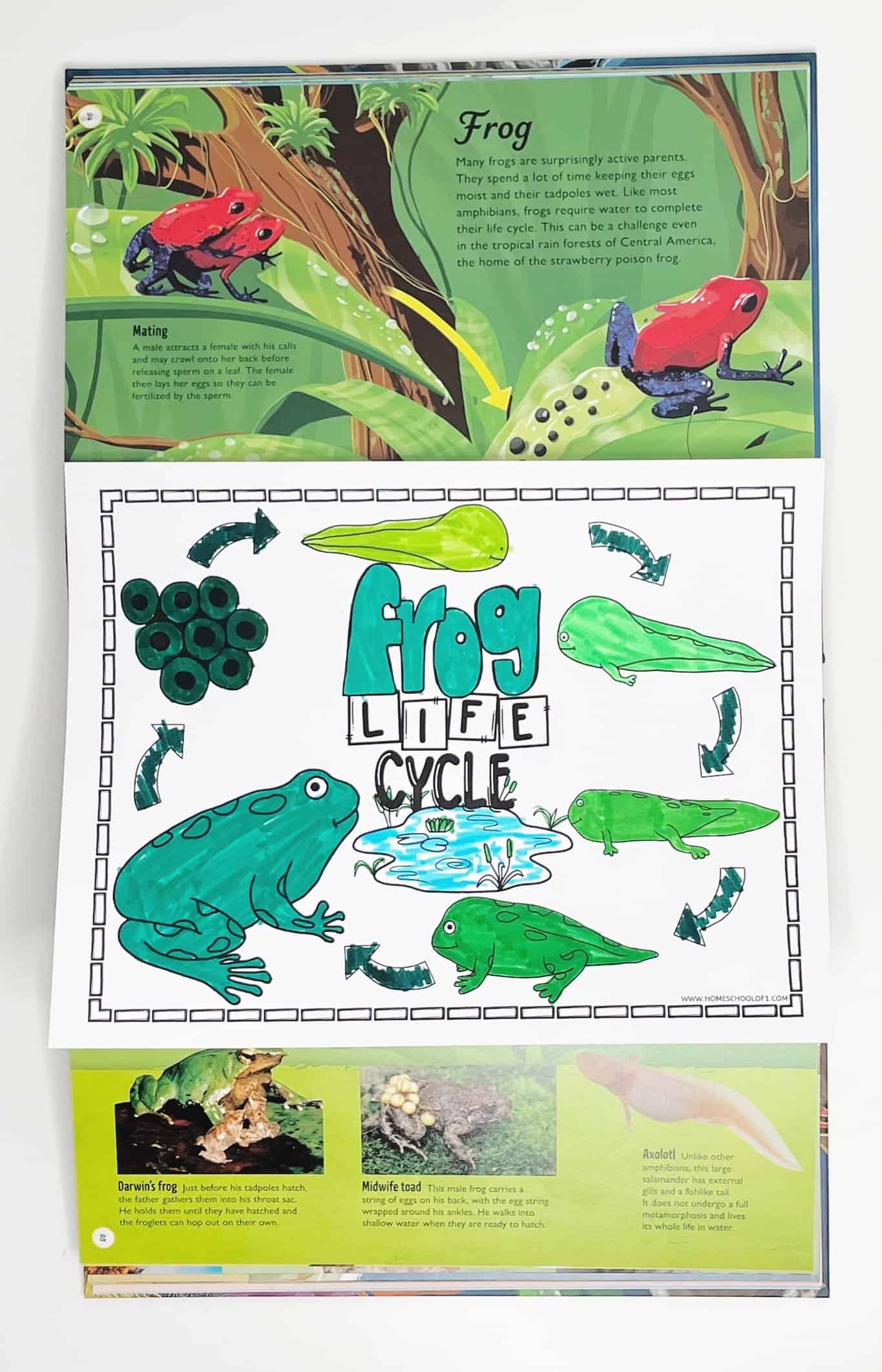 frog life cycle coloring sheet