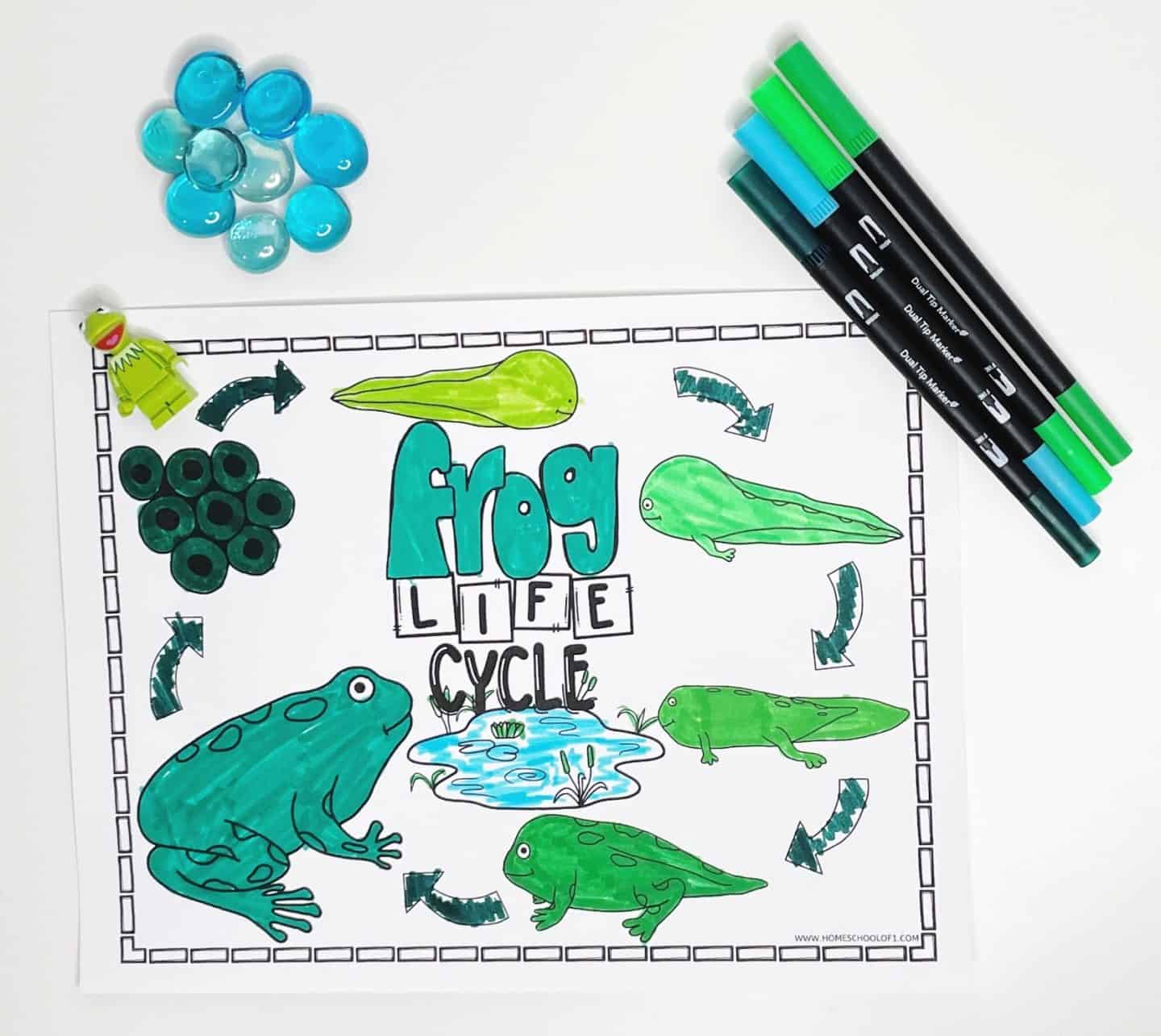 frog life cycle free coloring page