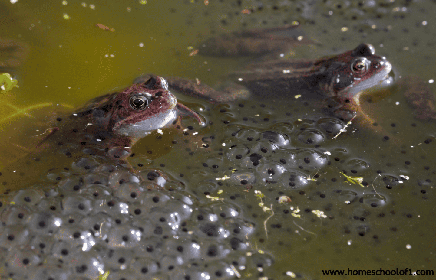 frogs and tadpoles