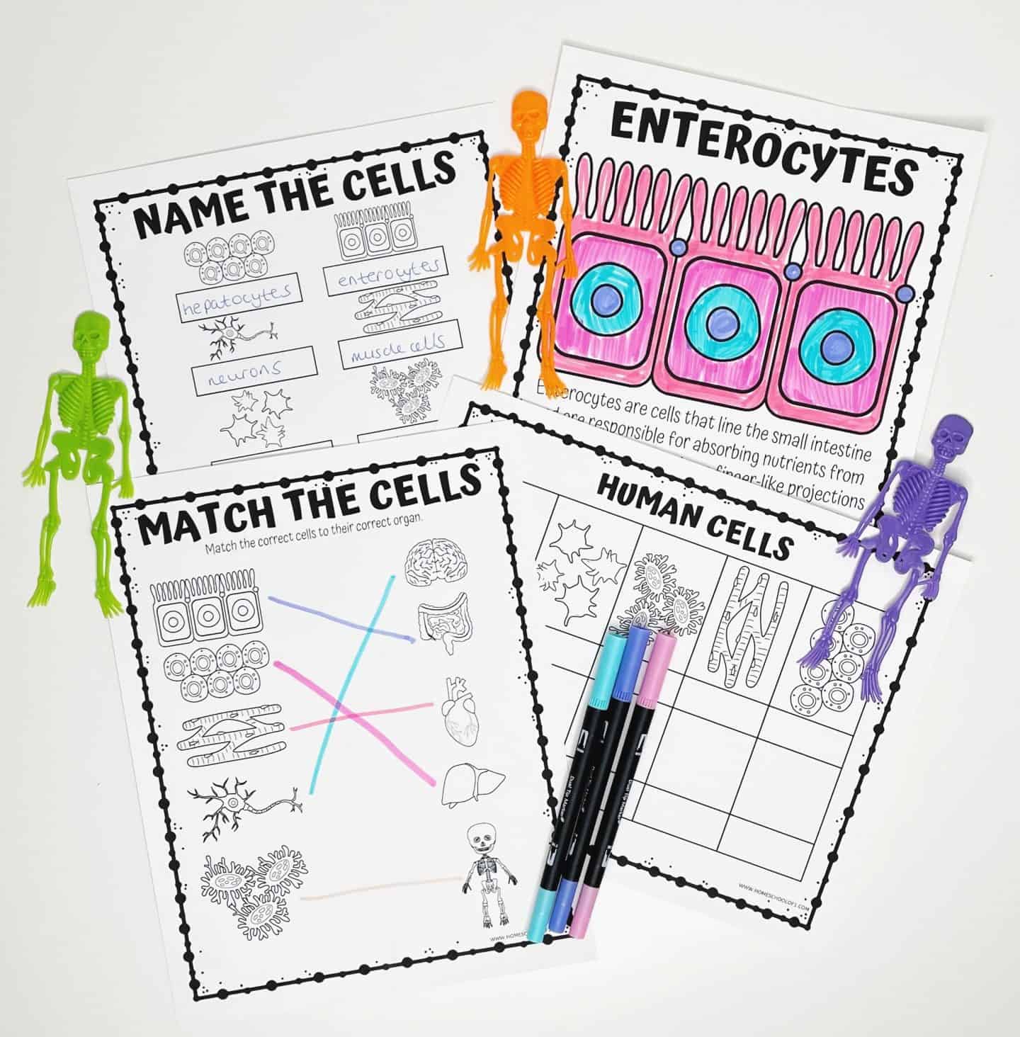 human cells worksheets