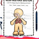 Kid-friendly respiratory system worksheet showing labeled parts with arrows and handwritten answers using a word bank.