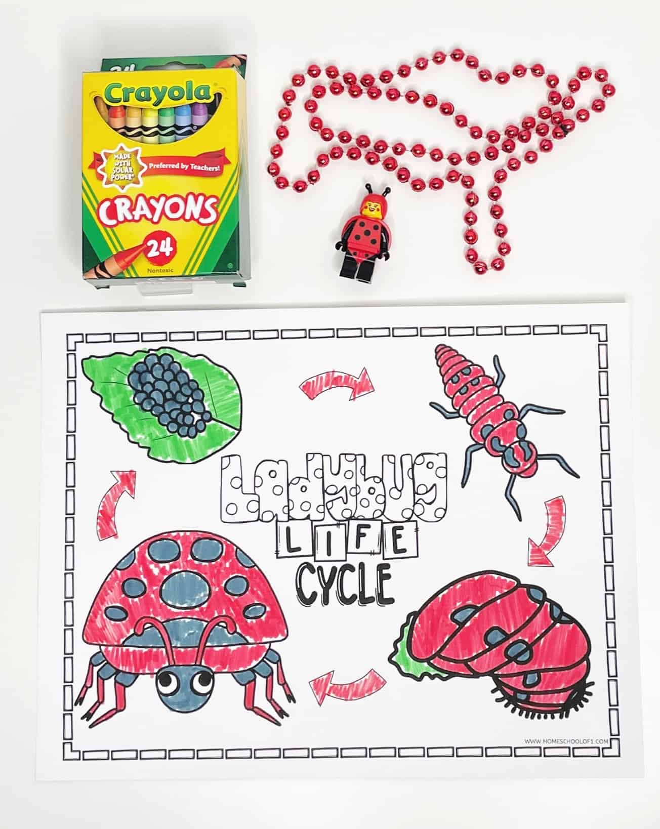 ladybird life cycle coloring page