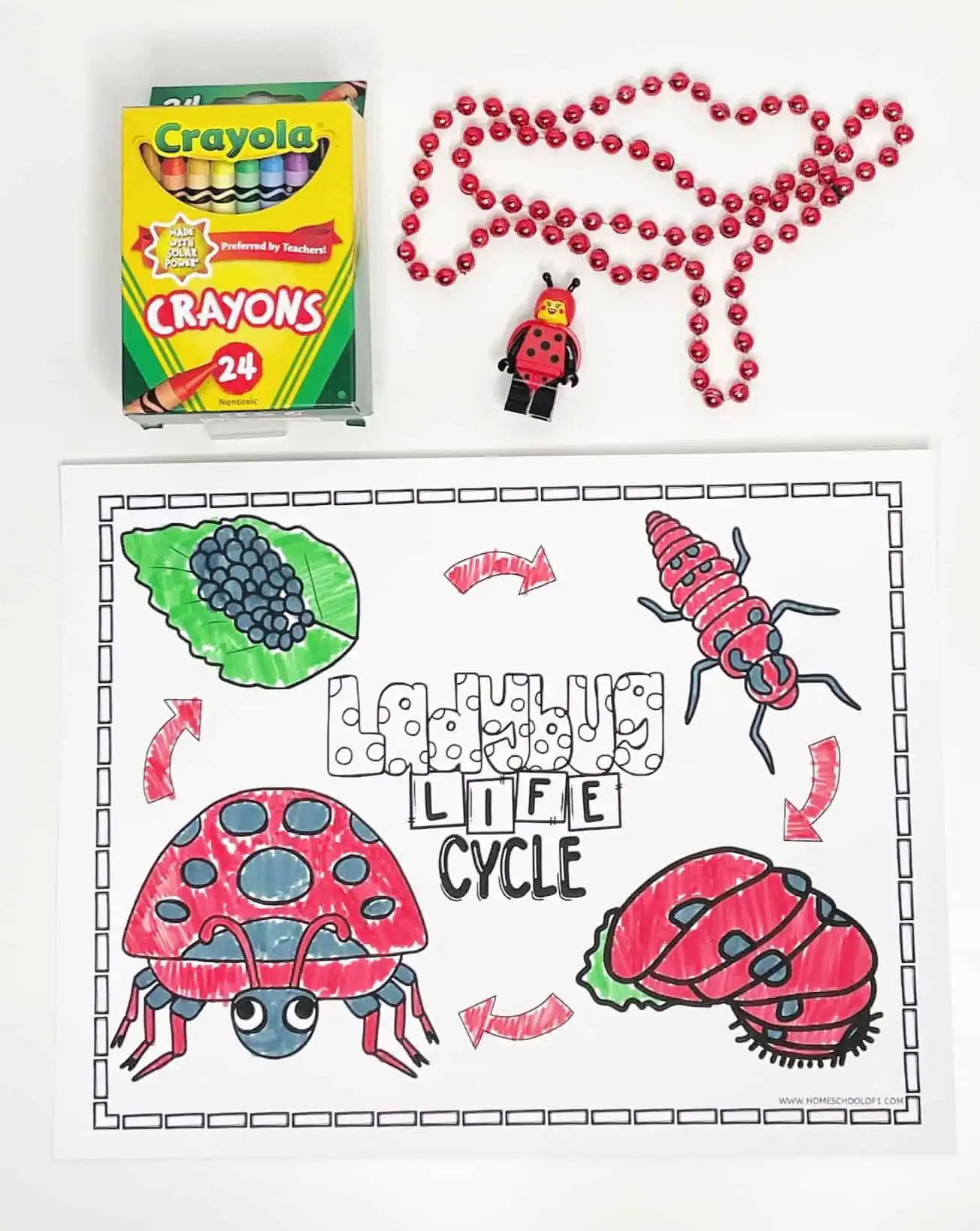 ladybird life cycle coloring page