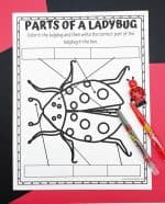 Free Parts of a Ladybug Worksheet For Kids