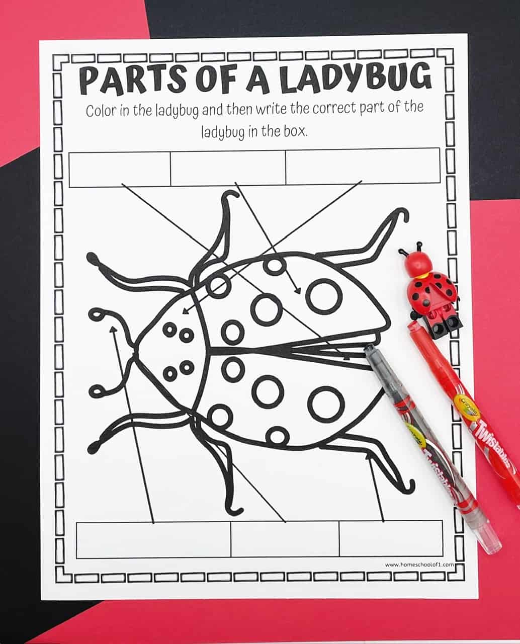 ladybug body parts worksheet