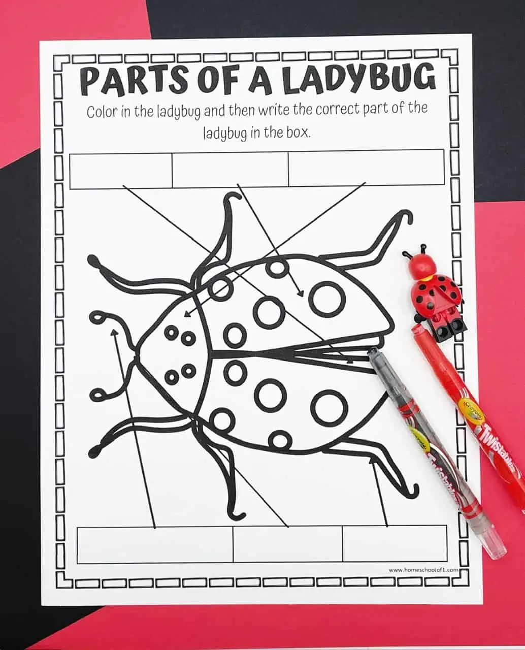 ladybug body parts worksheet