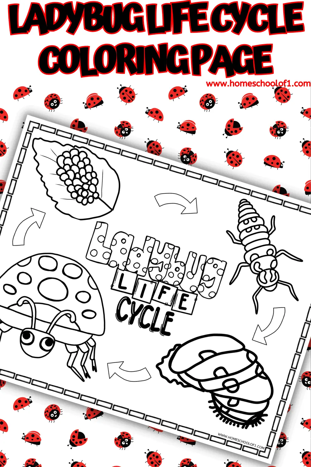 ladybug life cycle coloring page