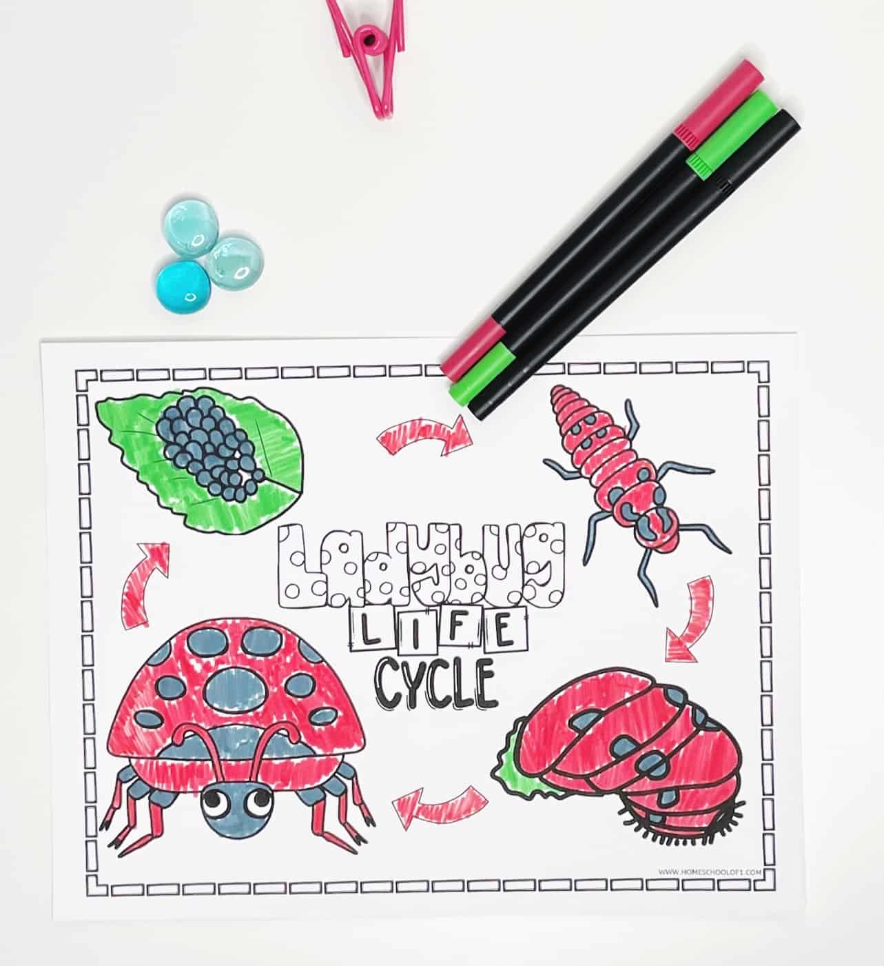 Ladybug life cycle coloring page featuring eggs, larva, pupa, and adult stages, partially colored with markers beside it and blue glass pebbles nearby.