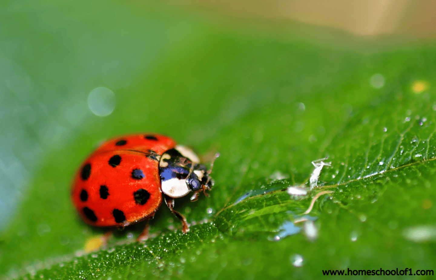 Close-up of a red ladybug with black spots walking on a dewy green leaf.