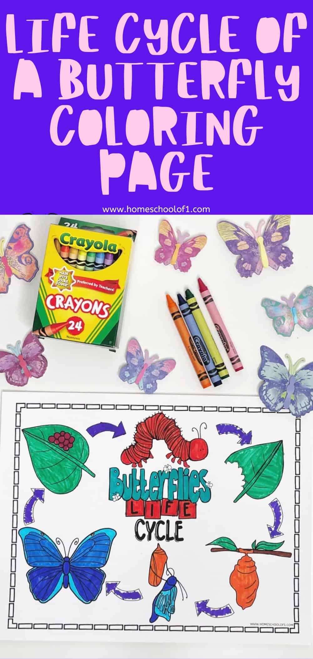 purple banner with pink writing: life cycle of a butterfly coloring page below is a completed coloring page surrounded by crayons and butterflies