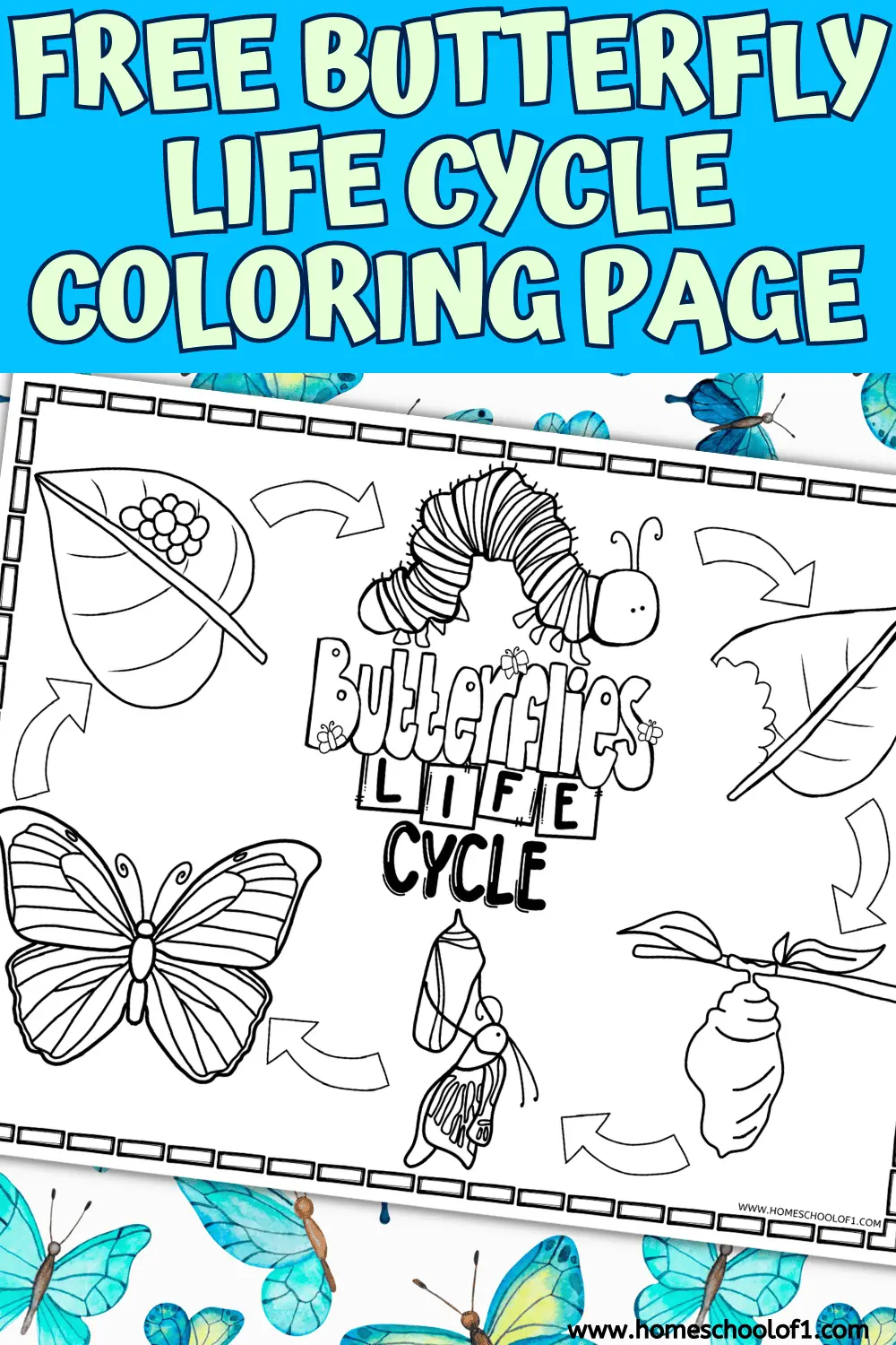 purple banner with pink writing: life cycle of a butterfly coloring page below is a completed coloring page surrounded by crayons and butterflies
