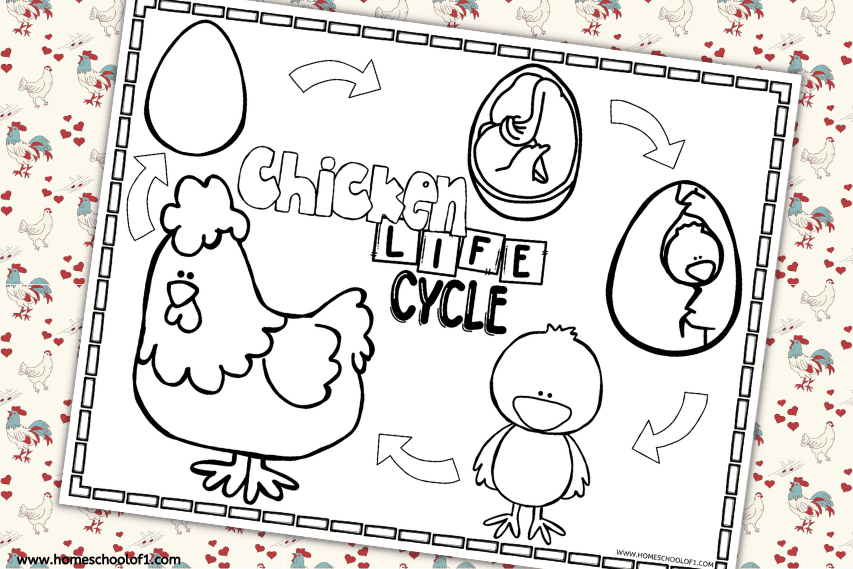 Black-and-white chicken life cycle coloring page featuring five stages: an egg, a developing chick inside the egg, a hatching chick, a fluffy chick, and a full-grown hen. The title "Chicken Life Cycle" is centered, with arrows connecting each stage in a circular flow. The background has a playful chicken and heart print.