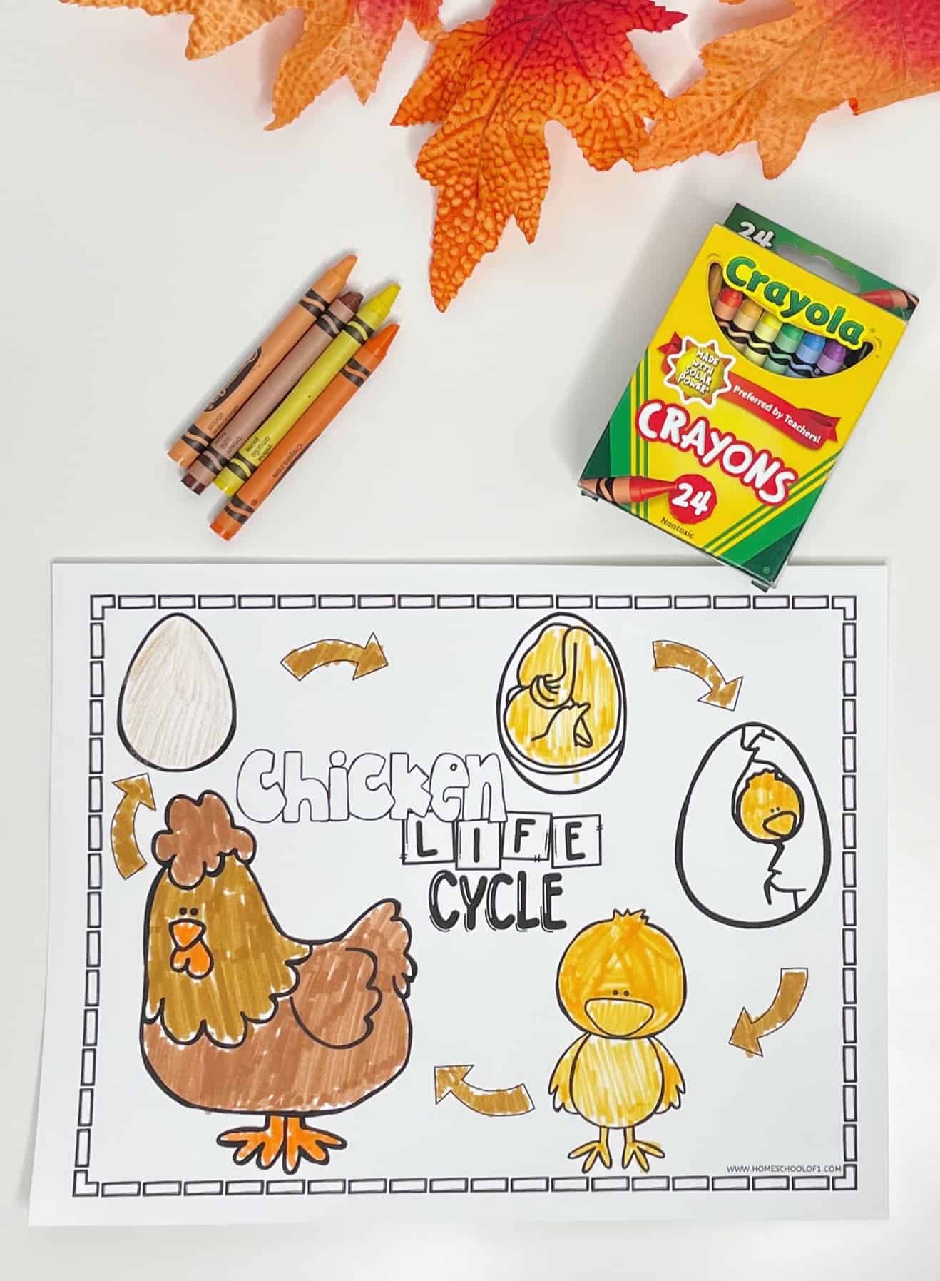 Partially colored chicken life cycle worksheet displaying five stages: an egg, a chick developing inside the egg, a chick hatching, a fluffy chick, and an adult hen. The title "Chicken Life Cycle" is printed in bold at the center. Surrounding the worksheet are a 24-pack of Crayola crayons, a few loose crayons, and decorative orange autumn leaves.